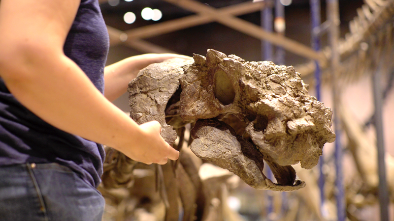 The dino’s skull being prepared for display.